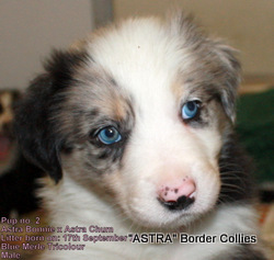 Blue Merle Tricolour, medium coated border collie puppy